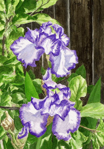 Irises-Giclee on Paper