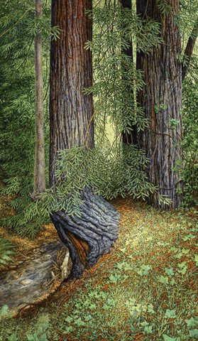 Redwoods-Giclée on Canvas